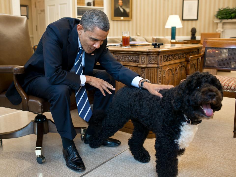 Bo Obama