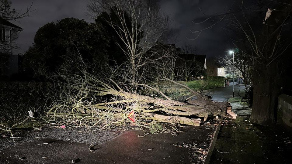 A tree branch fallen on Notting Hill road in south Belfast during Storm Isha (Liam McBurney/PA) (PA Wire)