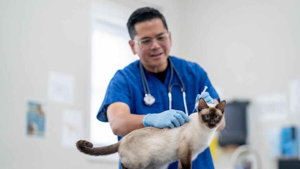 a vet vaccinates a cat