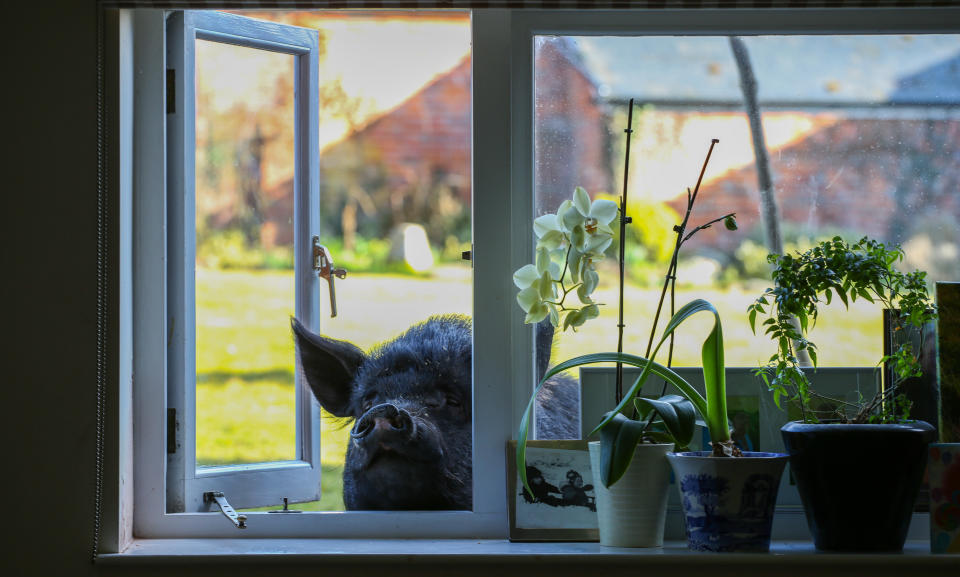 Blossom sleeps in an old cattle shed during the winter months, but is free to come and go from the house as she pleases during the summer (SWNS)