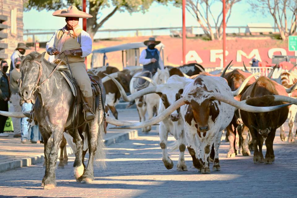 A man on a horse leading a herd of cattle.