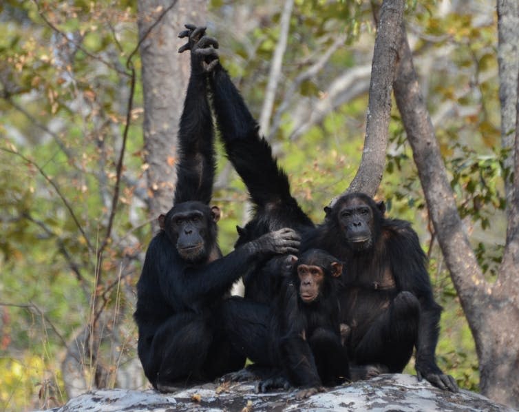 <span class="caption">Primates are gregarious by nature and need social connection to other primates.</span> <span class="attribution"><span class="source">P. Gagneux/GMERC</span>, <span class="license">Author provided</span></span>