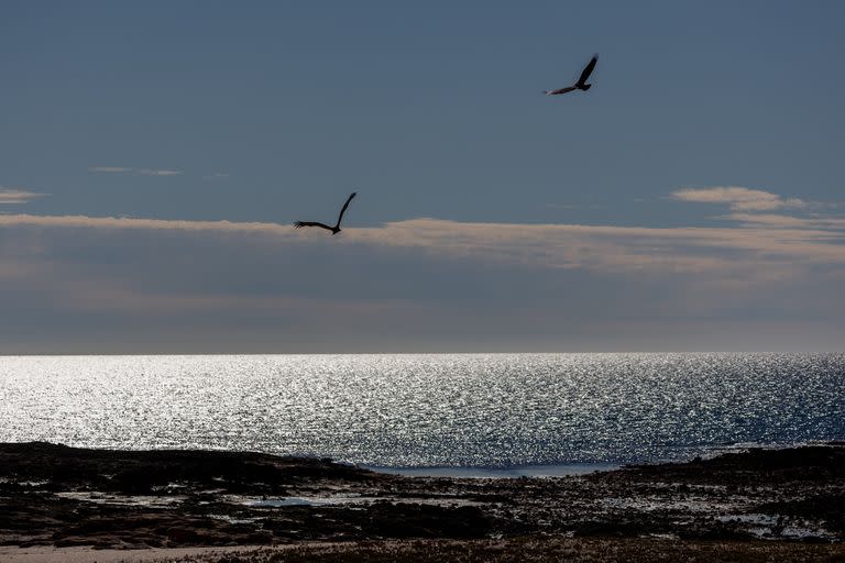 El área protegida conserva muchas especies de aves, como también es un territorio fundamental para aves migratorias que se alimentan en los humedales que se forman cerca del mar