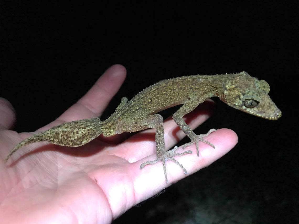 Conrad Hoskin holds a Scawfell Island leaf-tailed gecko.