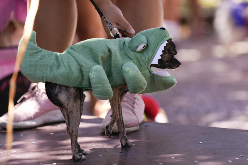 A dog dons an alligator costume during the "Blocão" parade in Rio de Janeiro, Brazil, Saturday, Feb. 10, 2024. The Blocão — a play on words that joins “bloco,” which refers to Carnival street parties and “cão,” or dog in Portuguese — gathered over 200 people in Rio’s beachside Barra de Tijuca neighborhood. (AP Photo/Silvia Izquierdo)