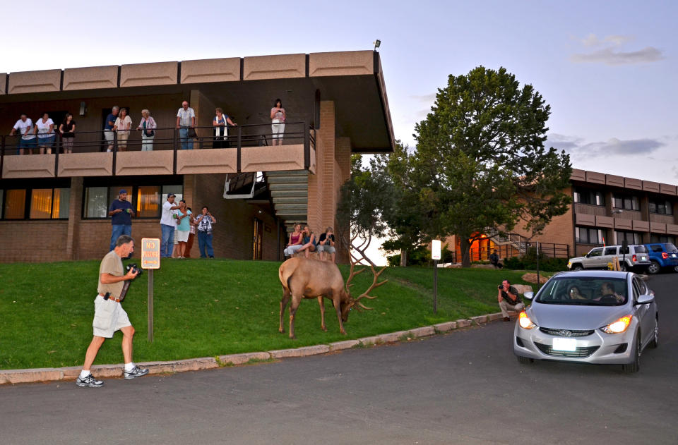 This photo taken Aug. 15, 2011and released by Grand Canyon National Park showing park tourists photographing a park elk as it was seen outside the Thunderbird Lodge, left, on the South Rim of the Grand Canyon in Arizona. People living at and visiting the Grand Canyon decades ago never encountered elk that now regularly create traffic jams, graze on the school’s recreational field and hotel lawns and aren’t too shy to display their power. (AP Photo/Michael Quinn, Grand Canyon National Park)