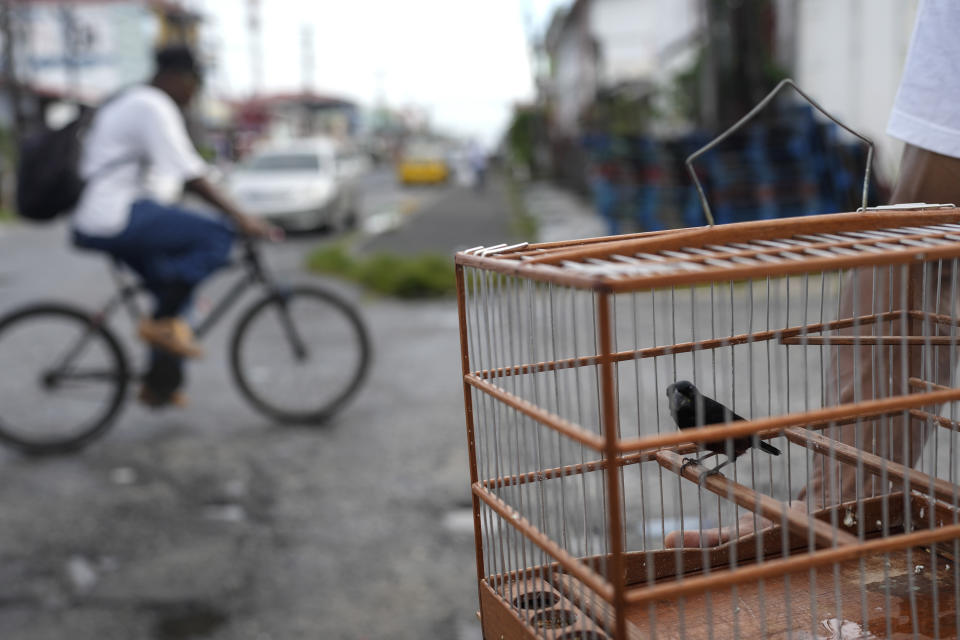 A man walks his songbird in Georgetown, Guyana, Saturday, April 22, 2023. Songbirds are popular among Guyanese, who keep them as pets or to participate in singing competitions that are a centuries-old tradition. (AP Photo/Matias Delacroix)