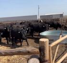 Cattle Empire feedyard, in Satanta, Kansas