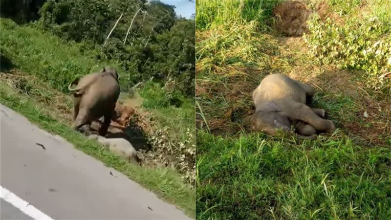 母象守著小孩屍體不肯離開。（圖／翻攝自Info Roadblock JPJ/POLIS Facebook）