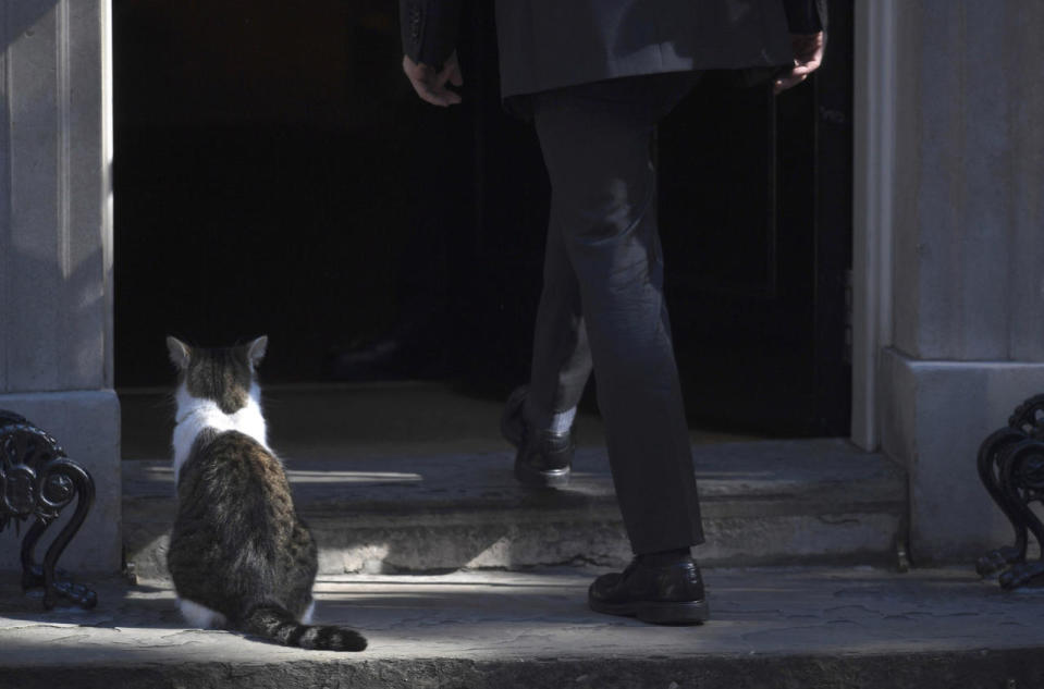 Larry the cat on the doorstep