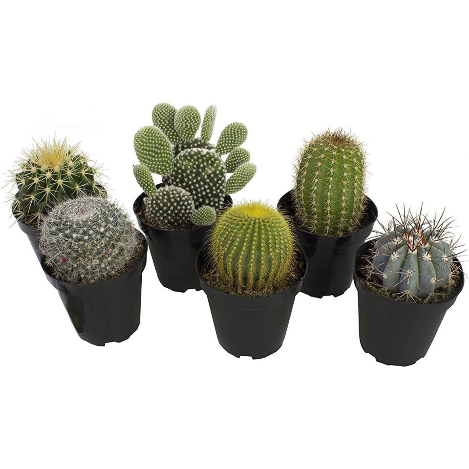 best indoor plants, Cactus Collection