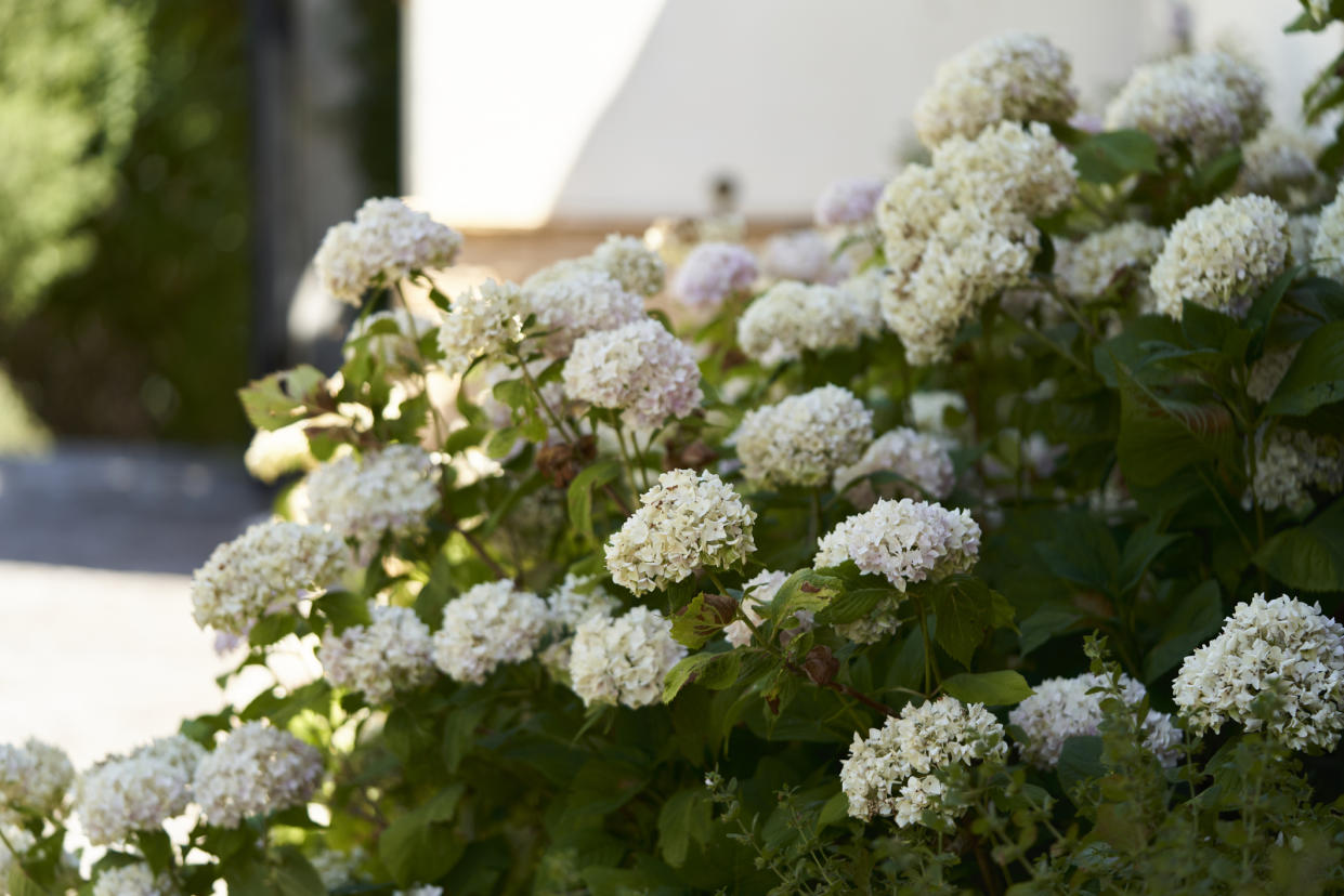  Hydrangea plants. 