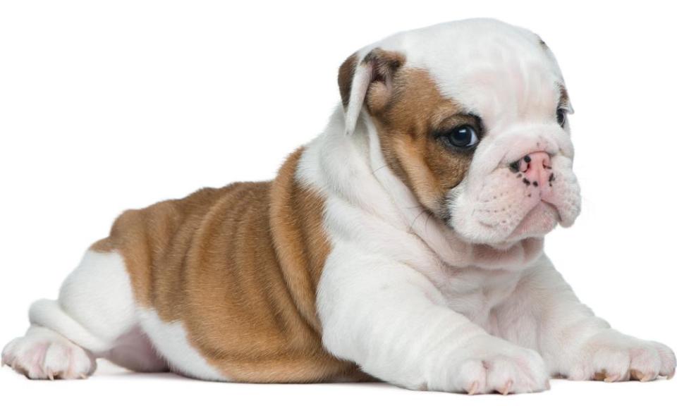 English bulldog puppy in front of white background