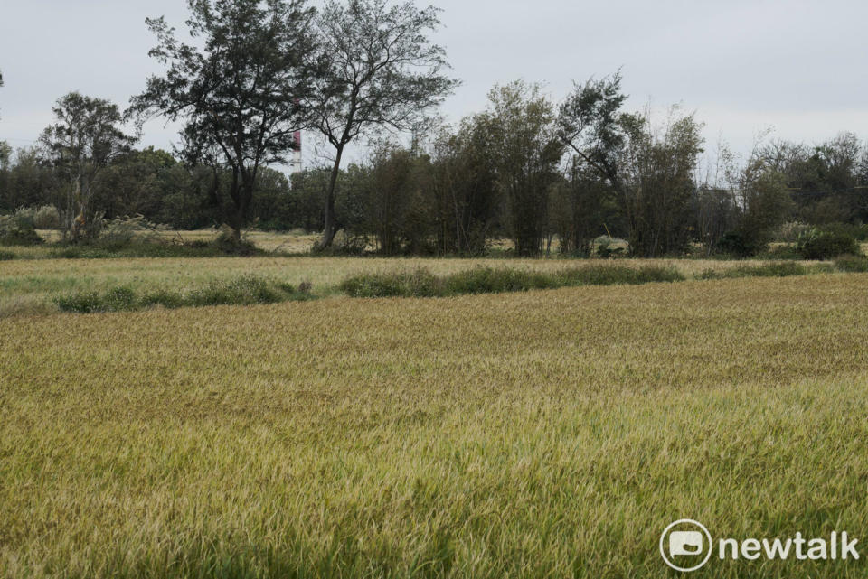 一大片乾枯的稻田、焦黃的稻穗凸顯旱象的嚴重性。   圖：張良一/攝