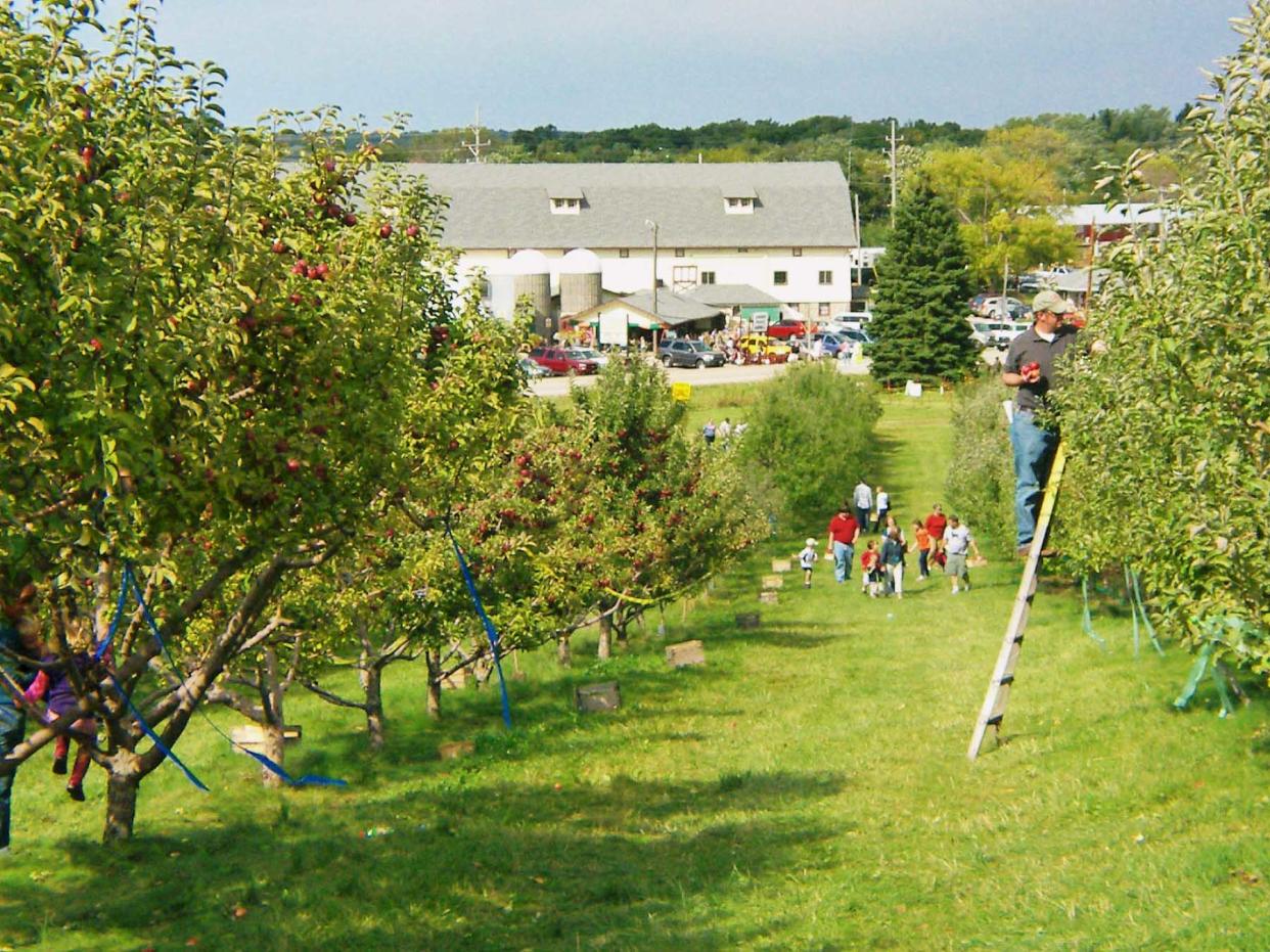 People pick apples at The Elegant Farmer.