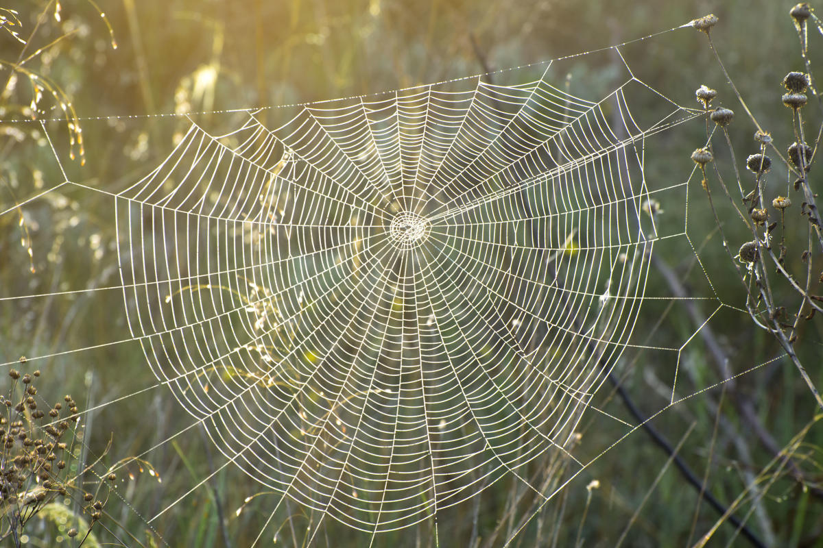 What Does An Average Spider Bite Look Like