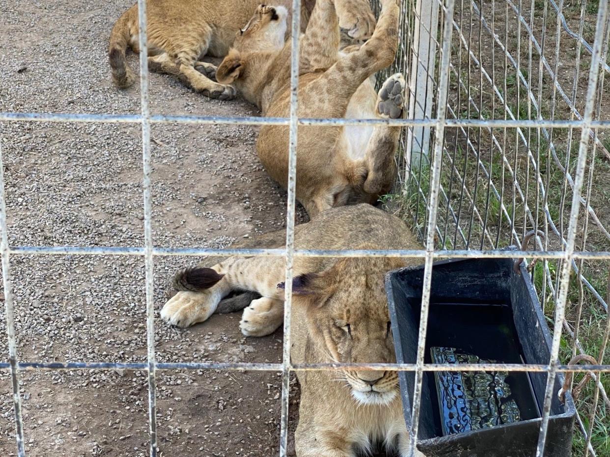 lions gw zoo