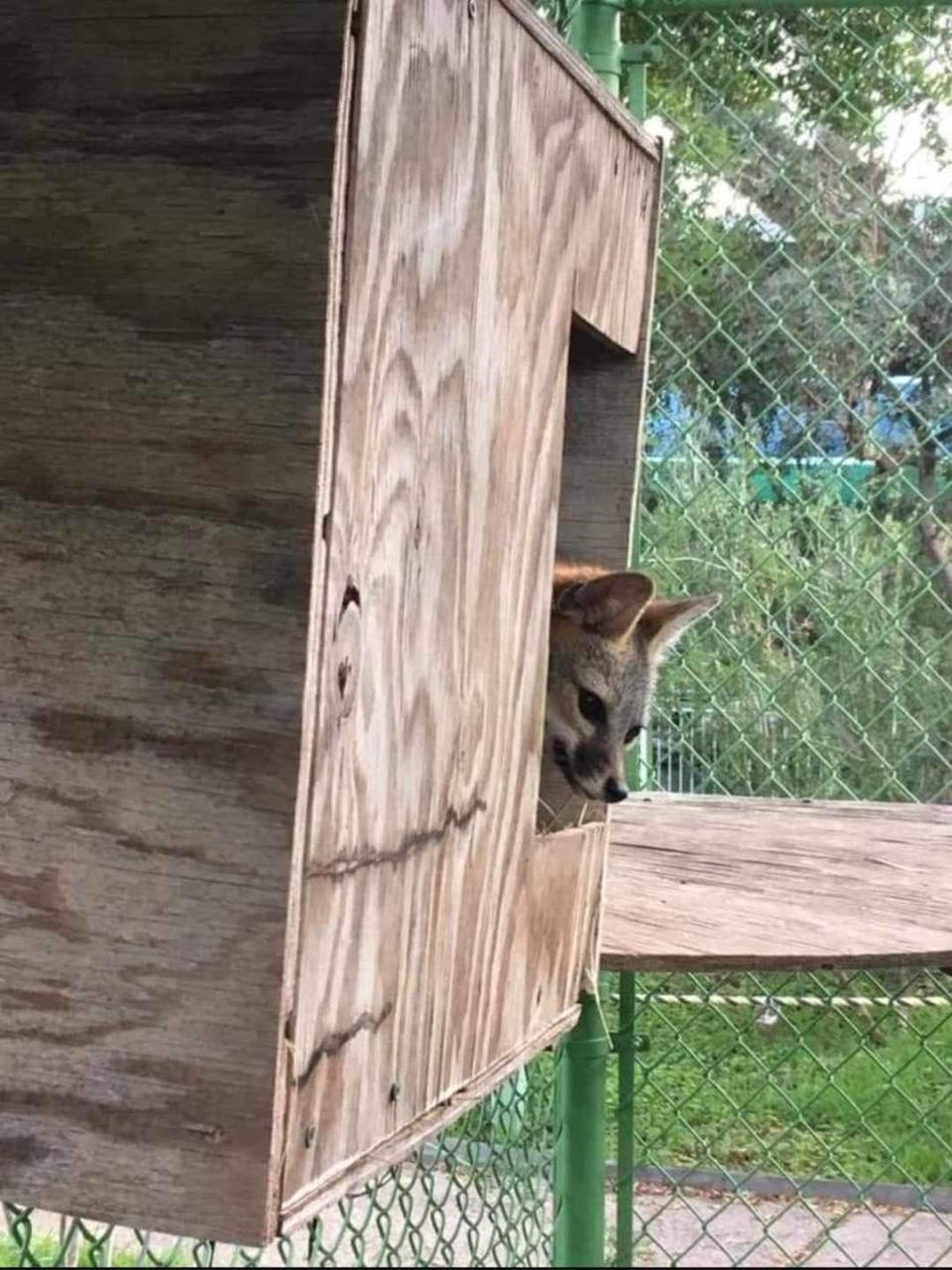Gray fox, seen at the Laredo College Nature Center