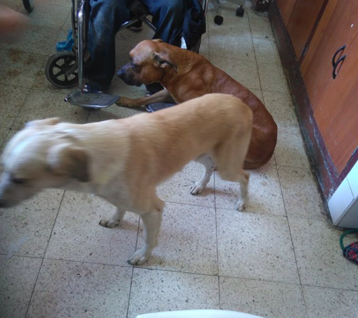 Best friends: Both dogs were later spotted waiting in the corridor for their owner (Facebook/Joha Morillas Zapata)