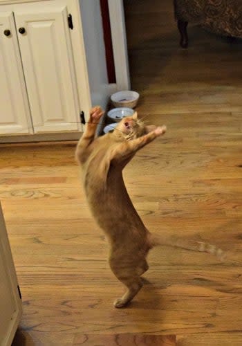 Reviewer photo of their cat standing on its hind legs to grab the toy