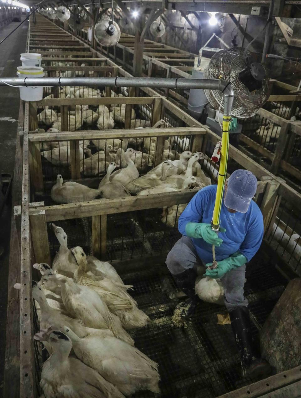 CORRECTS TO HUDSON VALLEY FOIE GRAS INSTEAD OF HIDDEN VALLEY FOIE GRAS In this Thursday July 18, 2019 photo, Moulard ducks, a hybrid white farm Peking duck and a South American Muscovy duck are caged and force-fed between 12-15 weeks old at Hudson Valley Foie Gras duck farm in Ferndale, N.Y. A New York City proposal to ban the sale of foie gras, the fattened liver of a duck or goose, has the backing of animal welfare advocates, but could mean trouble for farms outside the city that are the premier U.S. producers of the French delicacy. (AP Photo/Bebeto Matthews)