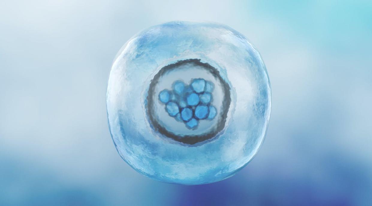 Studying embryogenesis is key to unraveling the mysteries of early life. <a href="https://www.gettyimages.com/detail/photo/human-morula-cell-solid-ball-of-cells-resulting-royalty-free-image/1327013568" rel="nofollow noopener" target="_blank" data-ylk="slk:luismmolina/iStock via Getty Images Plus;elm:context_link;itc:0;sec:content-canvas" class="link ">luismmolina/iStock via Getty Images Plus</a>