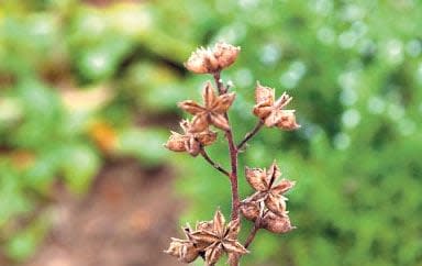 The star-shaped seed capsules of the Dictamnus albus - Getty