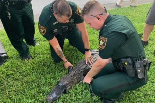 Pinellas County, Florida sheriff's deputies with a large alligator believed to be the one that attacked a woman walking her dog along a small lake in a Palm Harbor, Florida neighborhood on June 8, 2021. / Credit: WTSP-TV