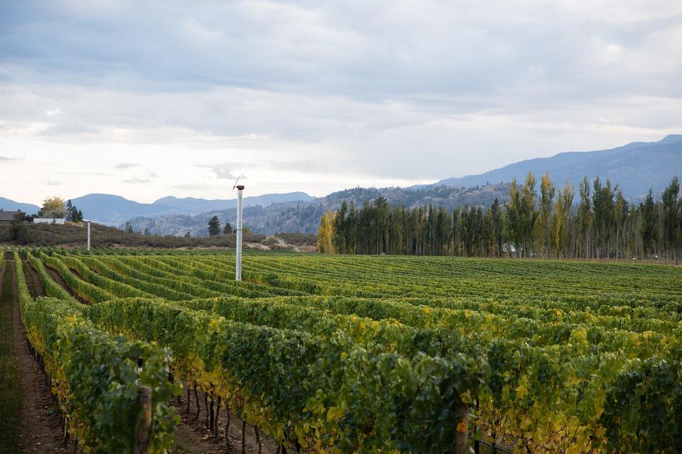 Vineyards of Covert Farms