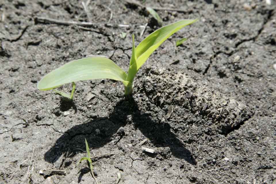 A corn plant grows in a field next to a corn cob from last year's crop, Thursday, May 10, 2012, near Ankeny, Iowa. The U.S. Department of Agriculture estimates a record corn crop this year, topping the previous high by 11 percent.(AP Photo/Charlie Neibergall)