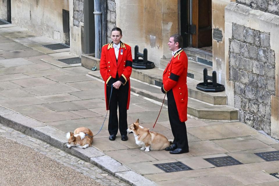 The Queen's corgis, Muick and Sandy are walked inside Windsor Castle on September 19, 2022, ahead of the Committal Service for Britain's Queen Elizabeth II.