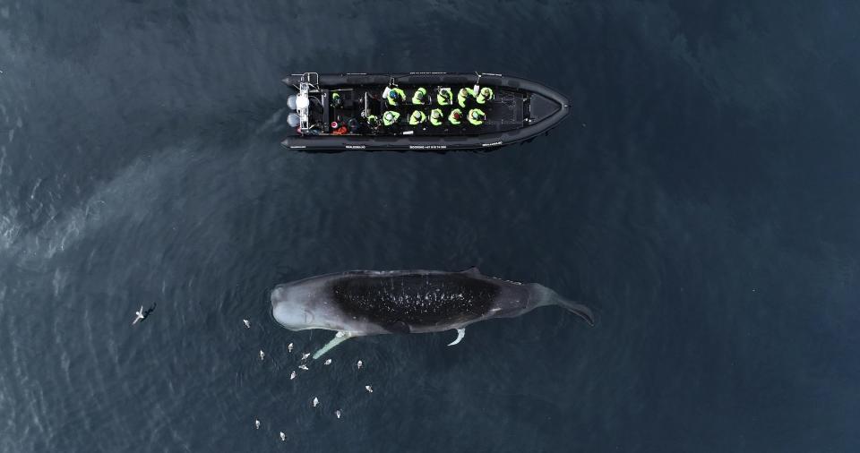 A whale watching trip boat encounters a dead sperm whale.