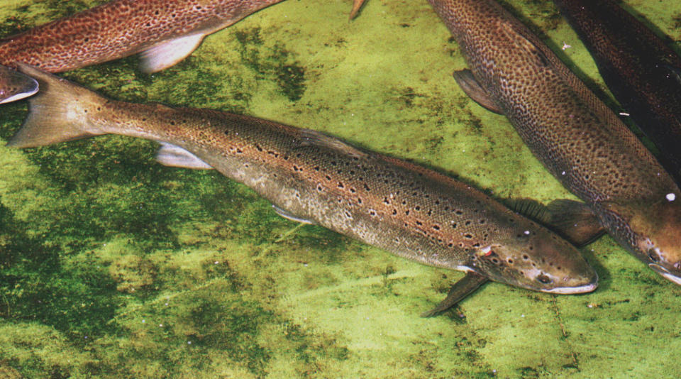 FILE - Wild Atlantic salmon swim at a fish hatchery in Orland, Maine, in this undated file photo. The federal government is conducting a review of four dams on the Kennebec River in Maine that could result in a lifeline for the last wild Atlantic salmon in the United States. (AP Photo/Michael C. York, File)