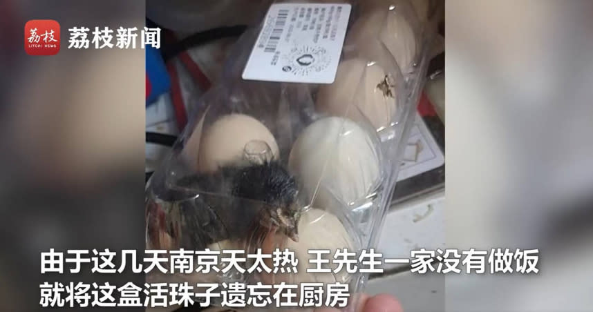 王先生從網路上購買了10顆雞仔蛋，結果過了15天竟孵出小雞。（圖／翻攝荔枝新聞）