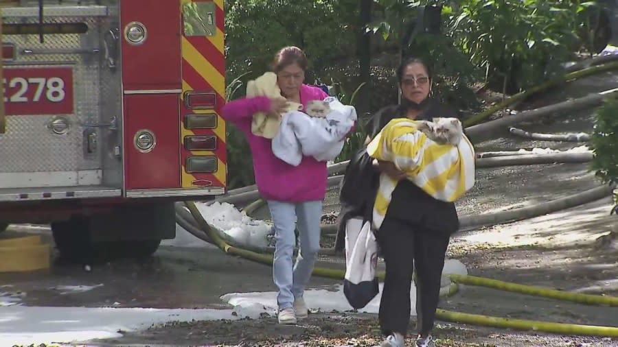 Cara Delevingne's two cats were saved from the fire on March 15, 2024. (KTLA)