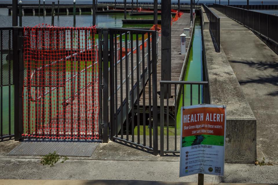 Docks and walkways on the north end of the Pahokee City Marina are closed due to cyanobacteria, or blue-green algae, present in the waters.