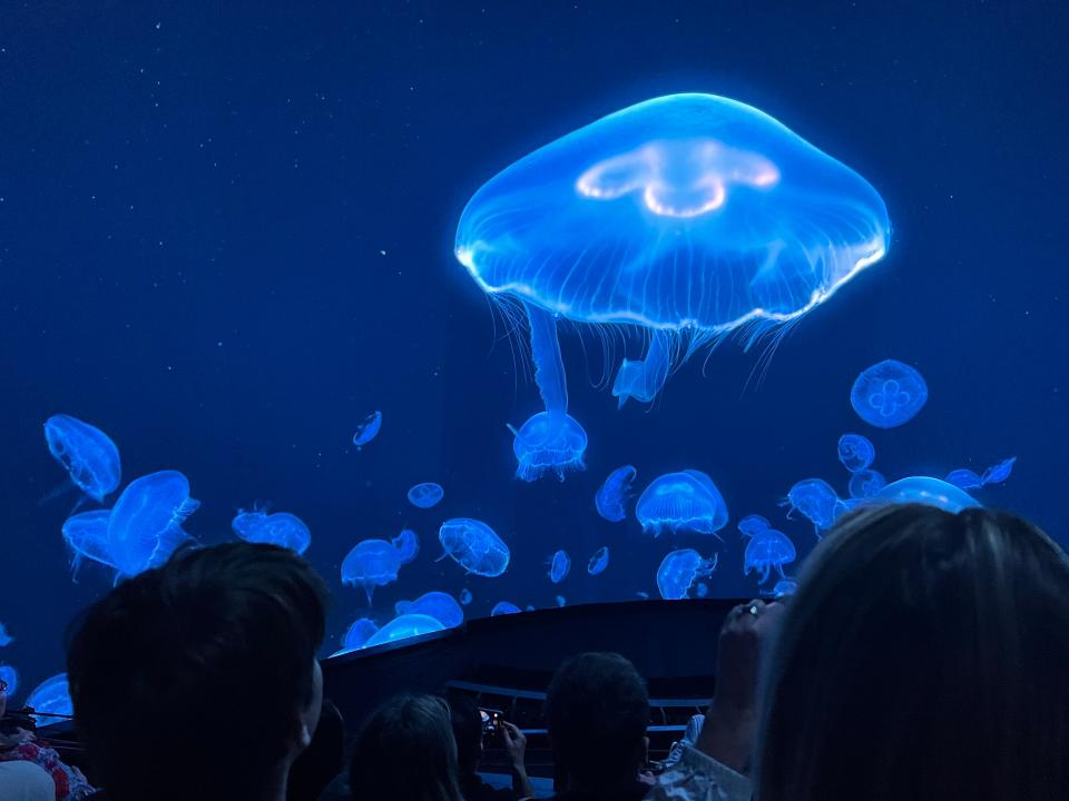 Jellyfish on the giant Sphere screen.