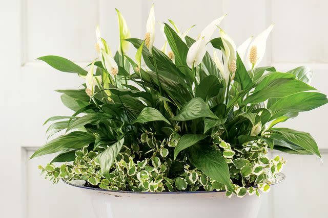 Stock image of a peace lily plant