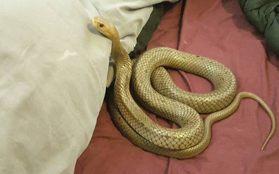 The eastern brown snake caught in a couple's bed in Queensland - Snake Catcher Brisbane