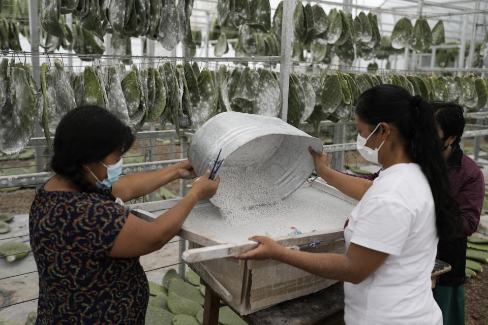 Araceli (izquierda) y Galdina García retiran las cochinillas, Dactylopius coccus, recolectadas en una tamizadora, en su invernadero en San Francisco Tepeyacac, al este de la Ciudad de México, el 24 de agosto de 2023. Siglos antes de la llegada de los españoles, los mixtecos de Oaxaca desarrollaron el método que emplean los García para obtener el ácido carmínico de los insectos, que se utiliza para producir tinte de cochinilla, un pigmento natural de un color rojo intenso. (AP Foto/Eduardo Verdugo)