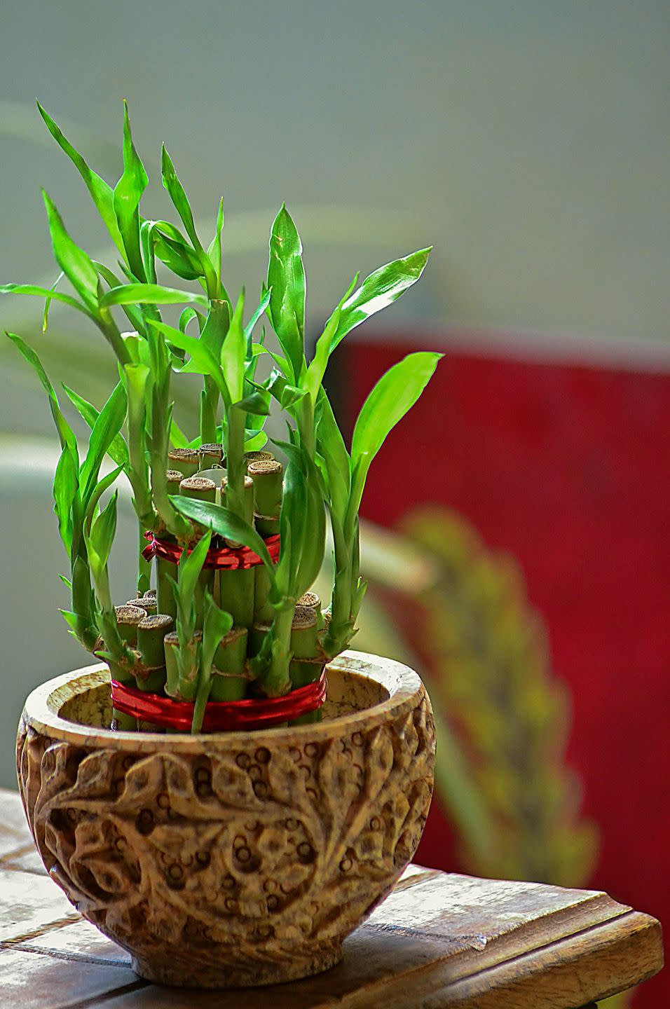 good luck plants lucky bamboo