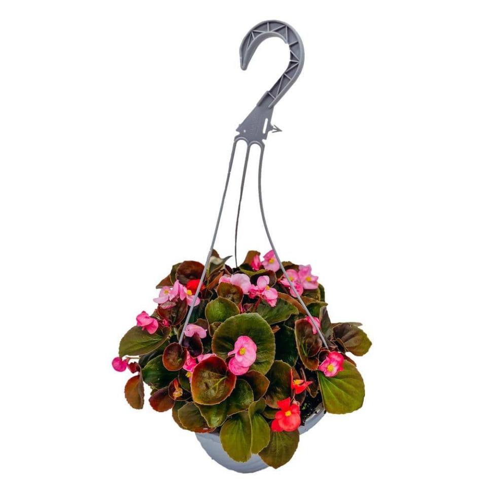 <p><a href="https://go.redirectingat.com?id=74968X1596630&url=https%3A%2F%2Fwww.homedepot.com%2Fp%2FVigoro-10-in-Begonia-Plant-in-Hanging-Basket-37991%2F326254419&sref=https%3A%2F%2F" rel="nofollow noopener" target="_blank" data-ylk="slk:Shop Now;elm:context_link;itc:0;sec:content-canvas" class="link ">Shop Now</a></p><p>10 in. Begonia Plant in Hanging Basket</p><p>$13.38</p><p>homedepot.com</p><span class="copyright">Home Depot</span>