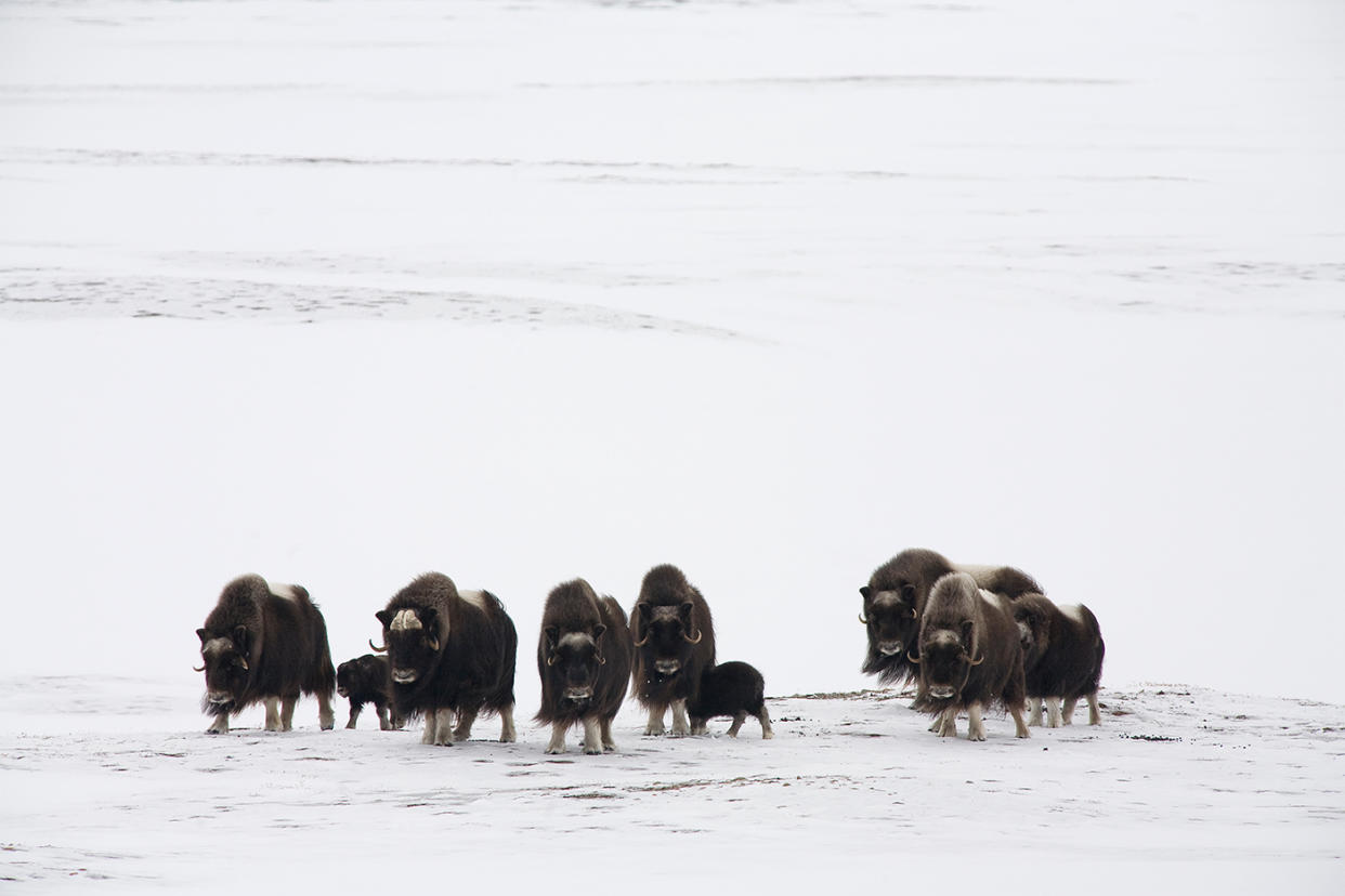 The musk ox were being hunted by a bear. (BBC)