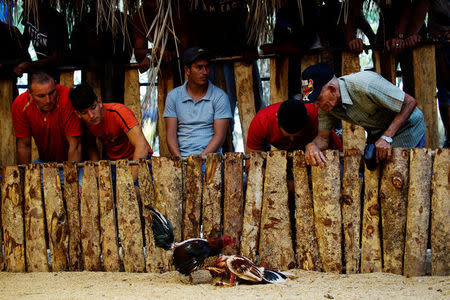 Cockfighting enthusiasts watch a fight at a cockfighting arena in Moron, central region of Ciego de Avila province, Cuba, February 16, 2017. REUTERS/Alexandre Meneghini 