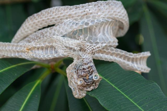 The No. 1 Sign There's a Snake in Your Bathroom — Best Life