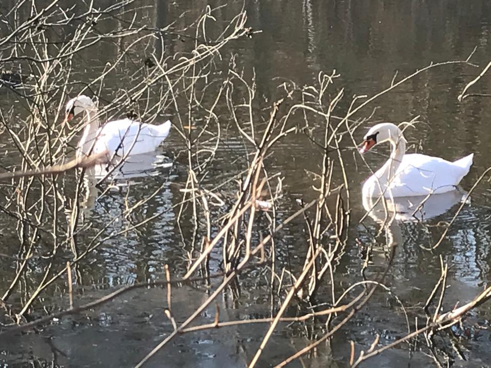 A swan and several ducks swim in a small pond just south of Randy Hien Field.