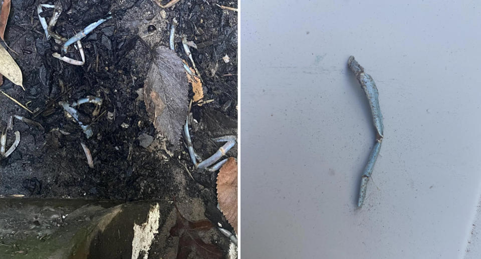 Photos of blue yabby legs found in a Melbourne locals drain pipe. 