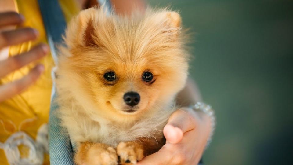 Teacup Pomeranian.