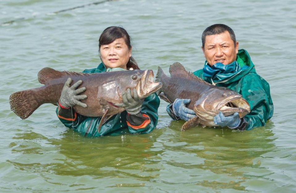 兩岸針對石斑魚問題爆發爭議。（本報資料照）