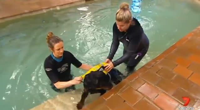 Staff at K9 Swim help Paz out of the water. Source: 7News